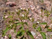 Stevia serrata image