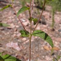 Stevia serrata image