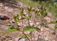 Stevia serrata image