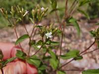 Stevia serrata image