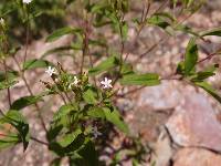 Stevia serrata image