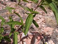 Stevia serrata image