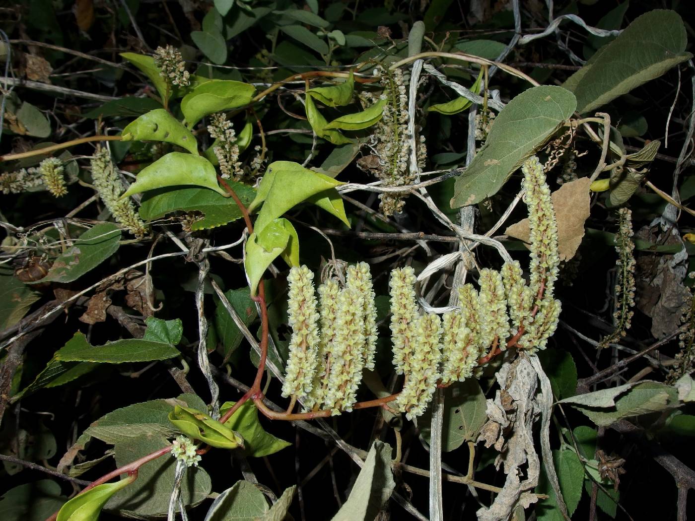 Basellaceae image