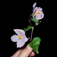 Begonia gracilis image