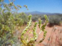 Image of Cryptantha dumetorum