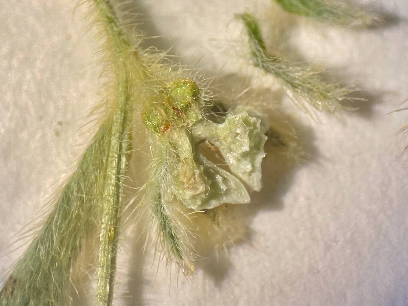 Plagiobothrys pringlei image