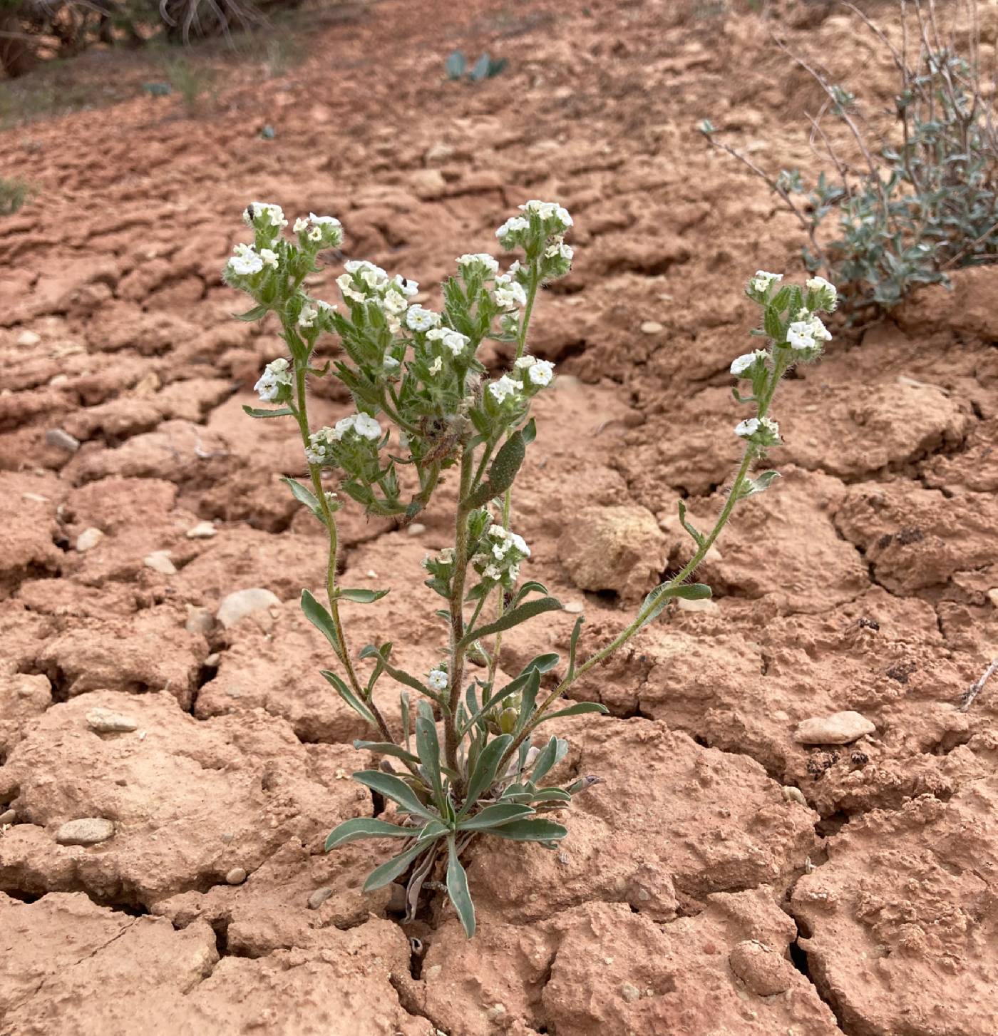 Cryptantha sericea image