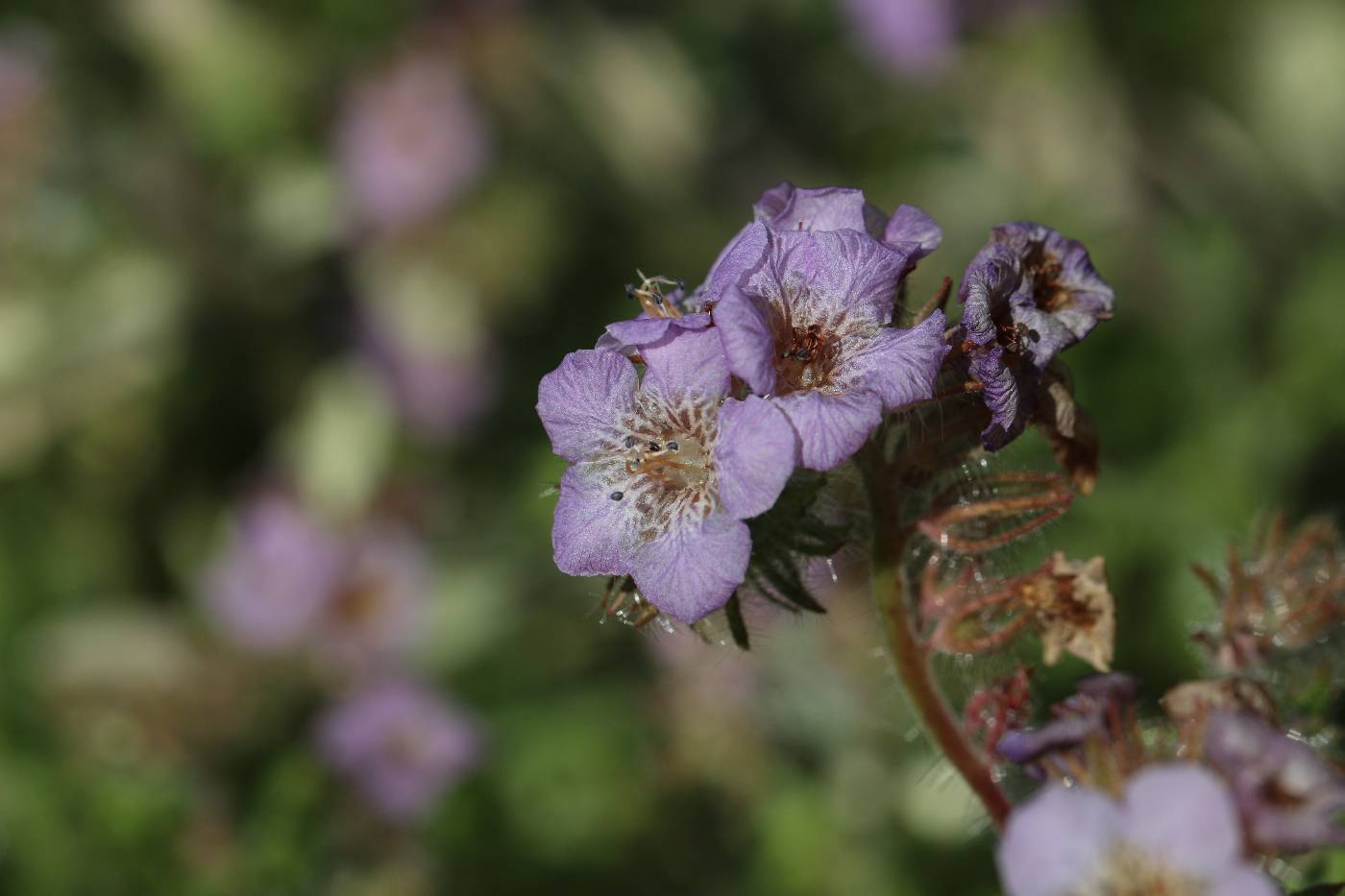 Phacelia cicutaria image