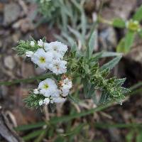 Image of Heliotropium limbatum