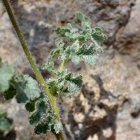 Phacelia sonoitensis image