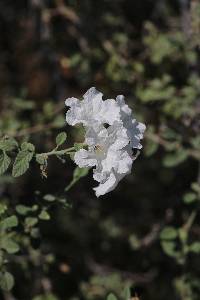 Image of Cordia parviflora
