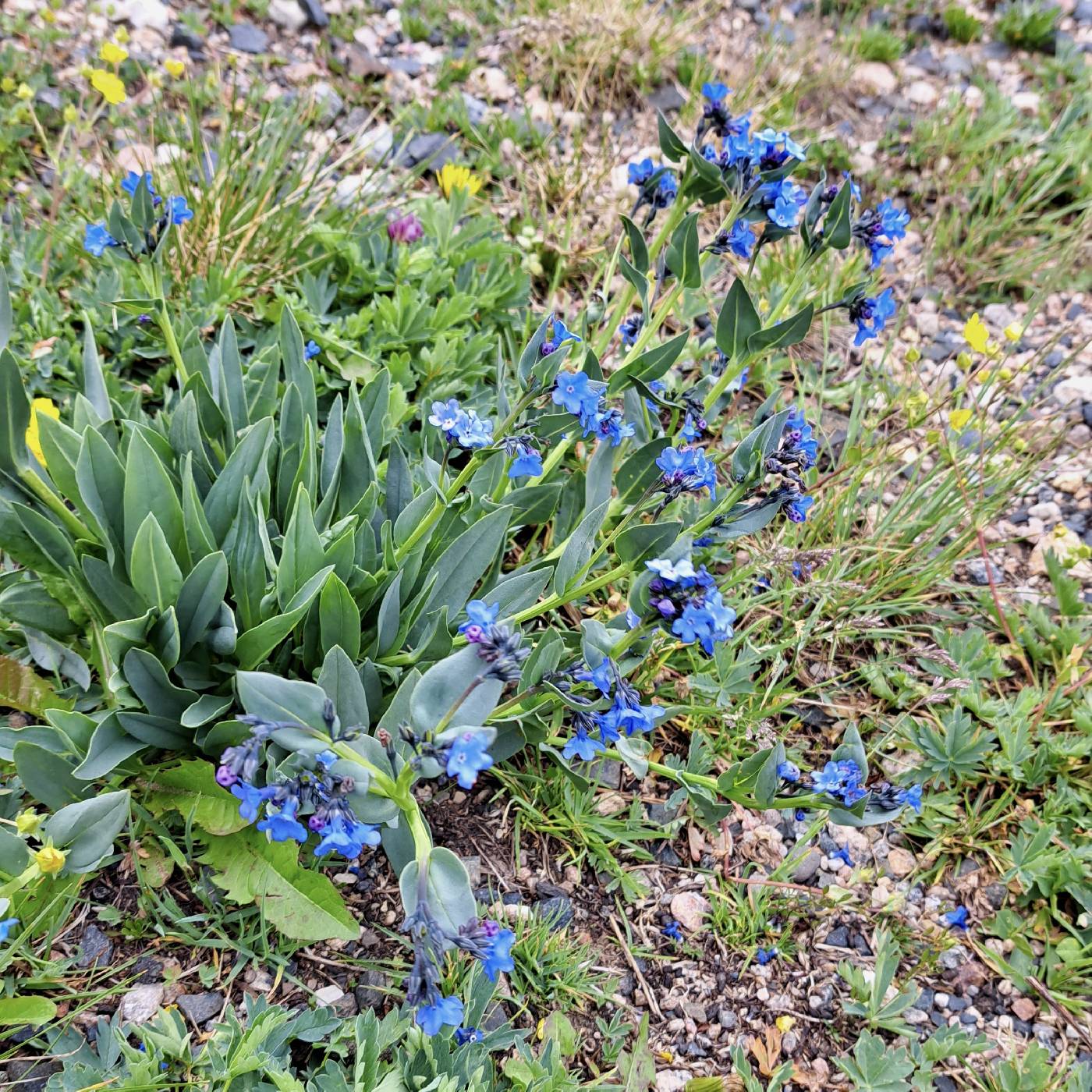 Mertensia alpina image