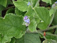 Pentaglottis sempervirens image