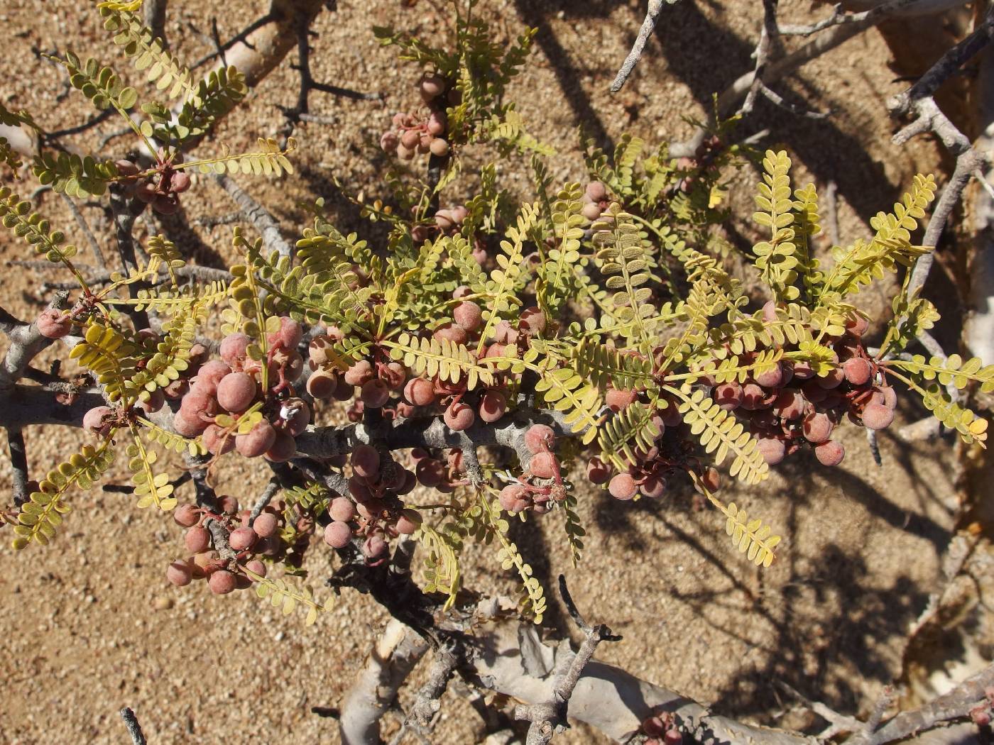 Bursera exequielii image