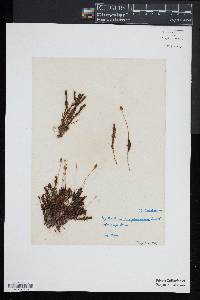 Polytrichum juniperinum image