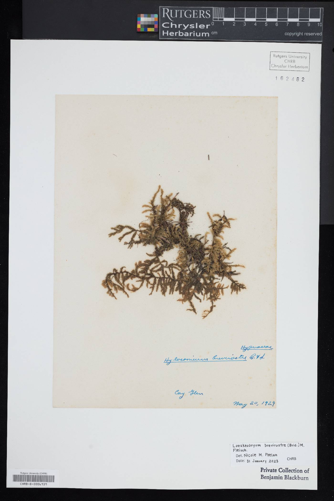 Loeskeobryum brevirostre image