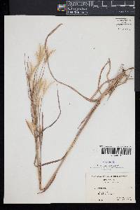Andropogon ternarius image