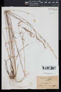 Aristida lanosa image