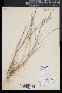 Aristida dichotoma image