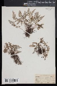 Asplenium montanum image