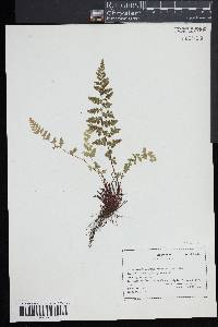 Asplenium bradleyi image