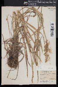 Bromus kalmii image