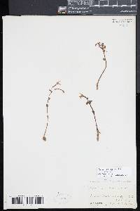 Pogonia ophioglossoides image