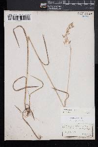 Bromus kalmii image