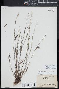 Panicum leucothrix image