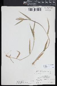 Dichanthelium scribnerianum image