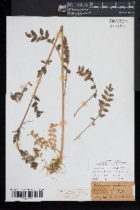 Polemonium vanbruntiae image