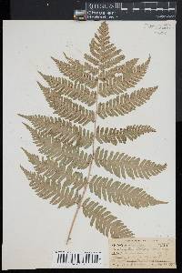 Dryopteris goldieana image