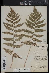 Dryopteris clintoniana image