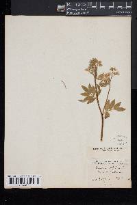 Polemonium reptans image