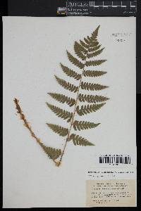 Dryopteris clintoniana image