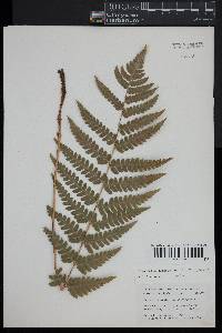 Dryopteris clintoniana image