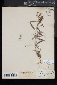 Lysimachia hybrida image