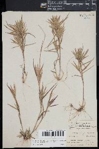Panicum oligosanthes image