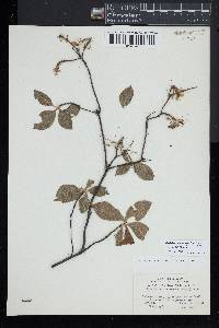 Rhododendron prinophyllum image