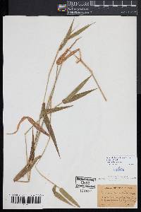 Dichanthelium aculeatum image