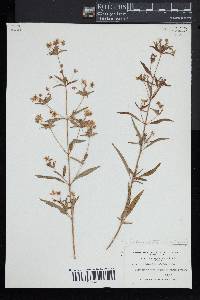 Lysimachia hybrida image