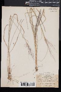 Muhlenbergia capillaris image