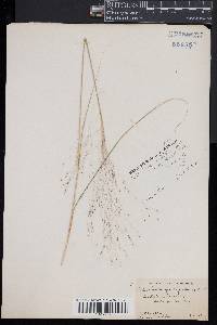 Muhlenbergia capillaris image