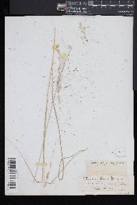 Muhlenbergia capillaris image