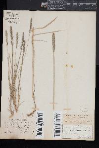 Muhlenbergia glomerata image