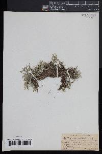 Selaginella rupestris image