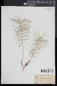 Equisetum pratense image