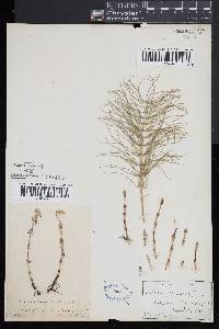 Equisetum pratense image