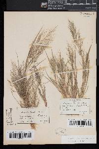 Eragrostis frankii image