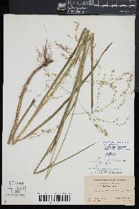 Glyceria canadensis var. laxa image